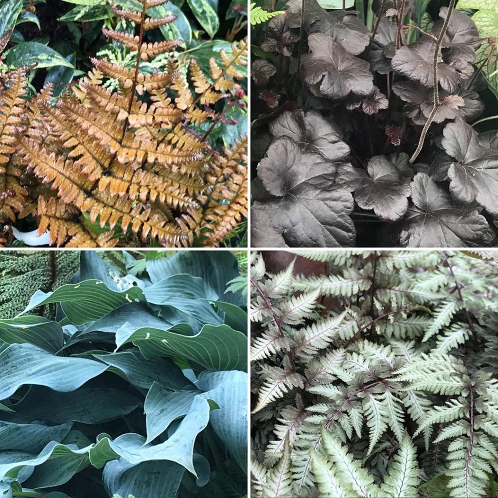 kategouldgardens: Day 3 of @the_rhs National Gardening Week. Foliage can be equally as pleasing to… Day 3 of @the_rhs National Gardening Week. Foliage can be equally as pleasing to...