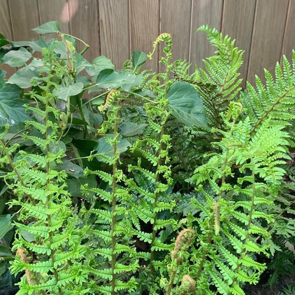 A few bits of glorious greens from the garden this morning
.
.
.
#dryopteris #te...