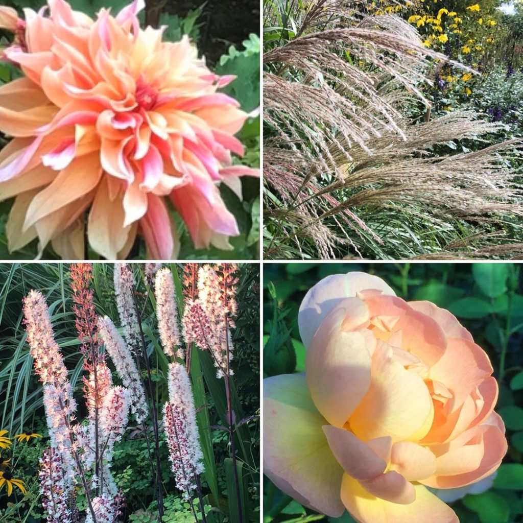kategouldgardens: Day 4 of @the_rhs National Gardening Week. Part of the joy of gardening is looki… Day 4 of @the_rhs National Gardening Week. Part of the joy of gardening is looki...