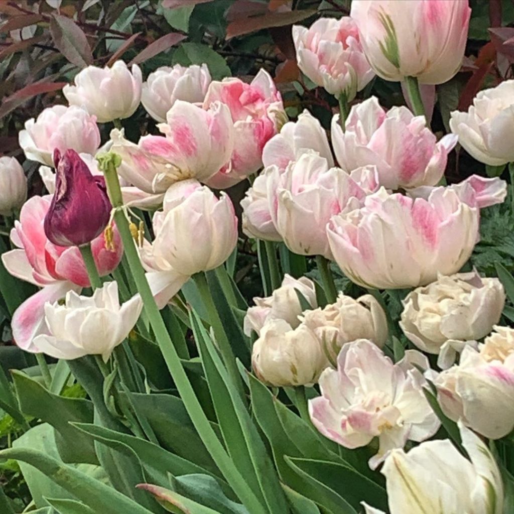 I can quite understand how the world first went crazy over Tulips!
.
.
.
.
#tuli...