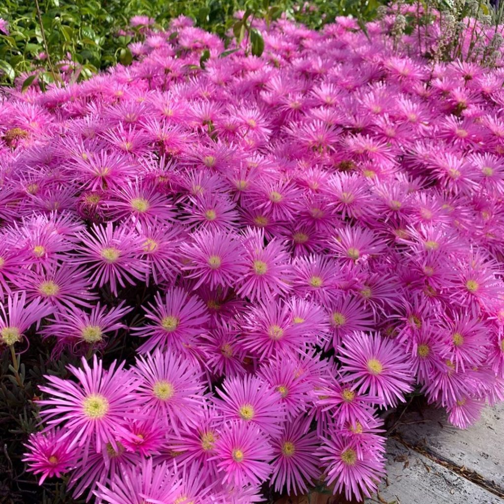 gardendesignmag: I was walking my dog yesterday and could see alllllll this pink across the stree… I was walking my dog yesterday and could see alllllll this pink across the stree...