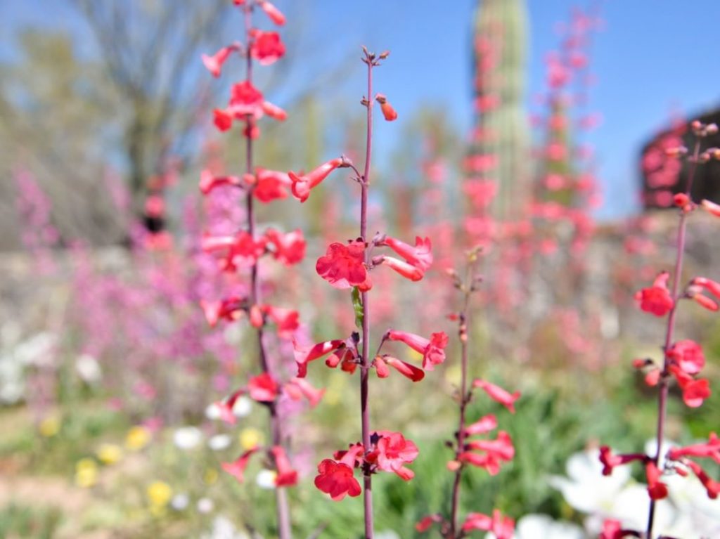 Perfect for drought-tolerant and wildlife-friendly landscaping, penstemons are l...