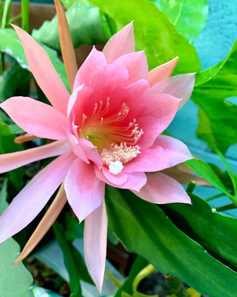 Part of the drama of #epiphyllum season is trying ~not~ to knock the plant, whic...