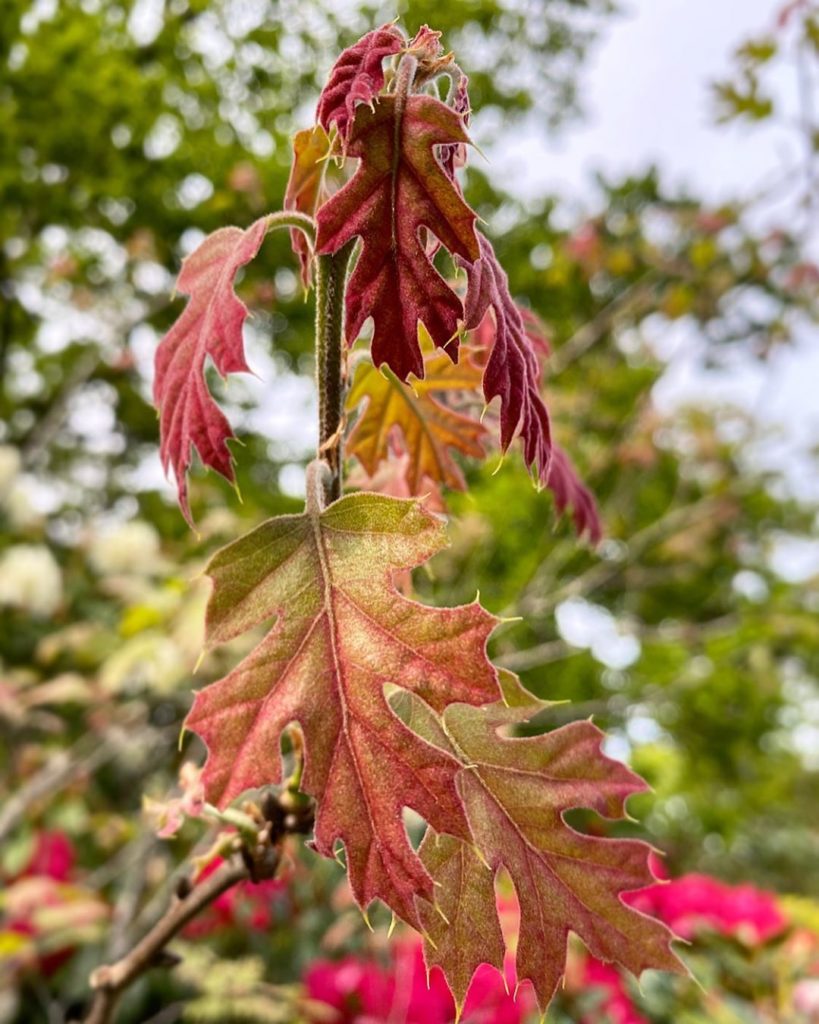 #evening #eyecatcher : Quercus kelloggii - the #California #Black #Oak : fabulou...