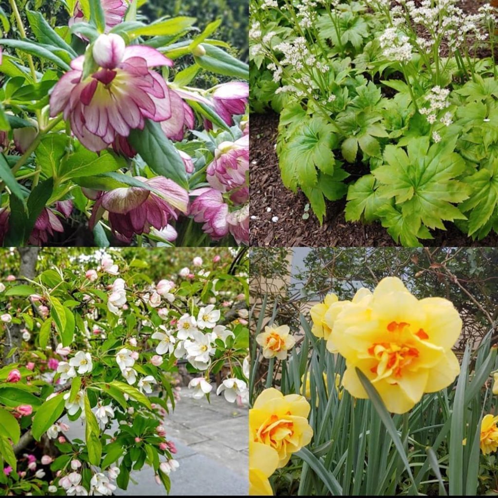 Blooming now in @johnsendesign’s garden in Croton-on-Hudson, New York  love to a...