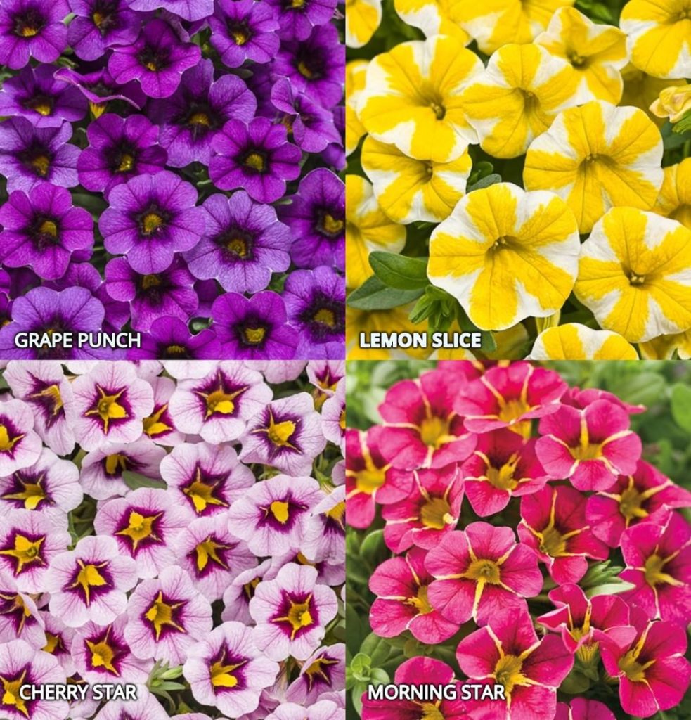 gardendesignmag: Calibrachoa (superbells) are such colorful plants! Which is your favorite?
.
Thi… Calibrachoa (superbells) are such colorful plants! Which is your favorite?
.
Thi...