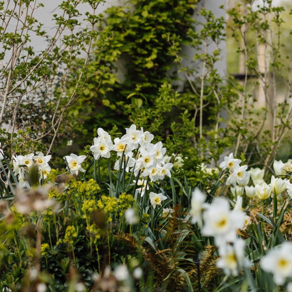 Two beautiful #closeups of #narcissus in a garden we #designed in Oxfordshire. S...