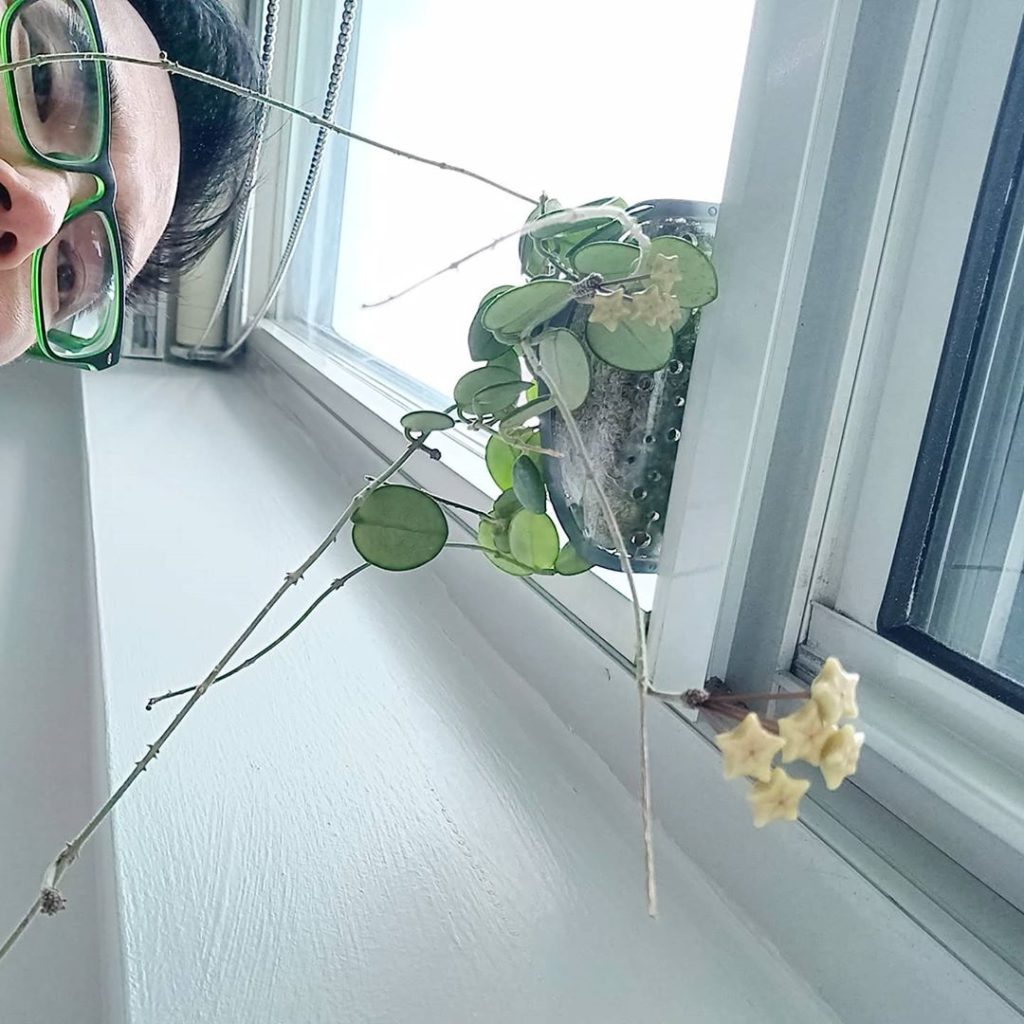 houseplantjournal: #waxplantwednesday When is this Hoya mathilde going to bloom? I’ve been time lap… #waxplantwednesday When is this Hoya mathilde going to bloom? I've been time lap...