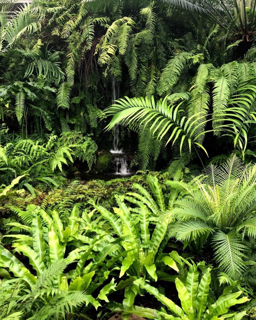 Do you know how ferns reproduce? It’s pretty trippy! We took these snaps a while...