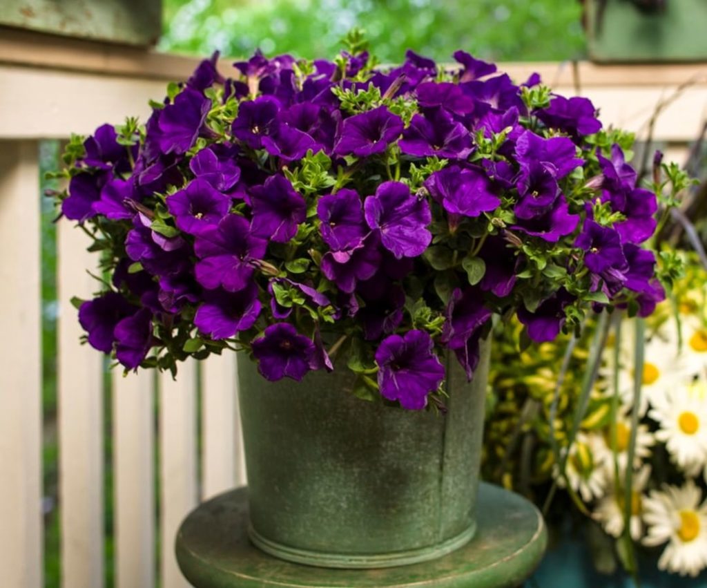 gardendesignmag: Annual, or perennial?
.
If you sometimes find yourself unsure between the differ… Annual, or perennial?
.
If you sometimes find yourself unsure between the differ...