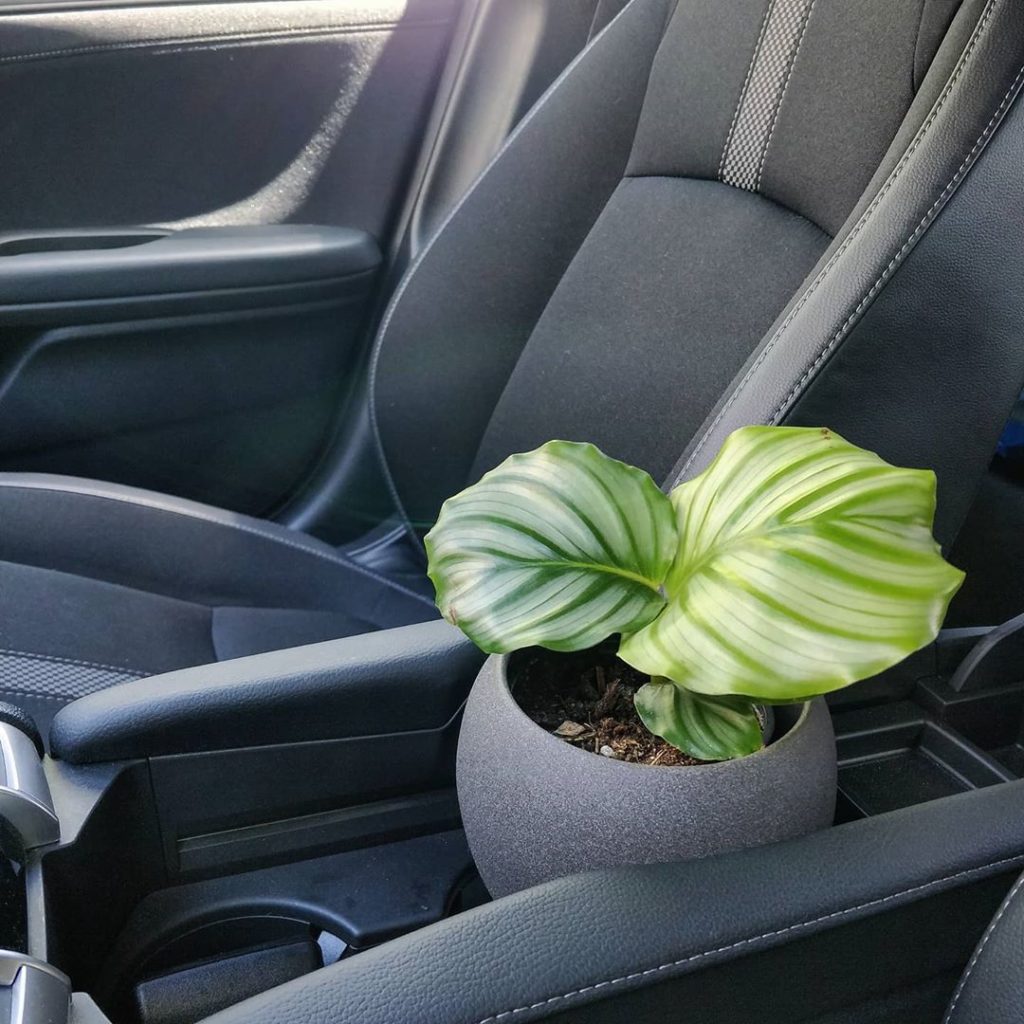 A new addition: Calathea orbifolia courtesy of @dynastytoronto
-
I have no inten...