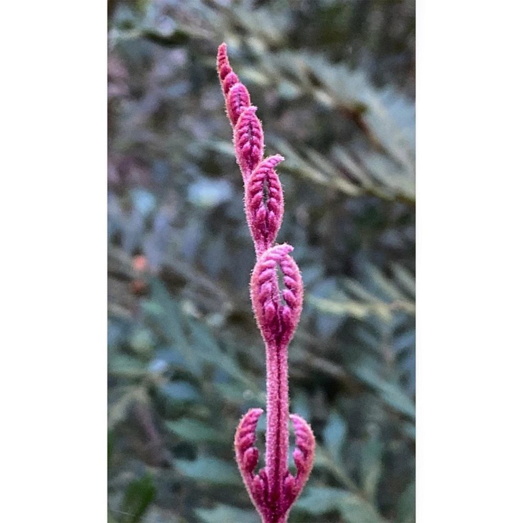 marielouiseagius: #details … #amazing #alien-like new growth of the #leaves of Lomatia ferrugine… #details ... #amazing #alien-like new growth of the #leaves of Lomatia ferrugine...