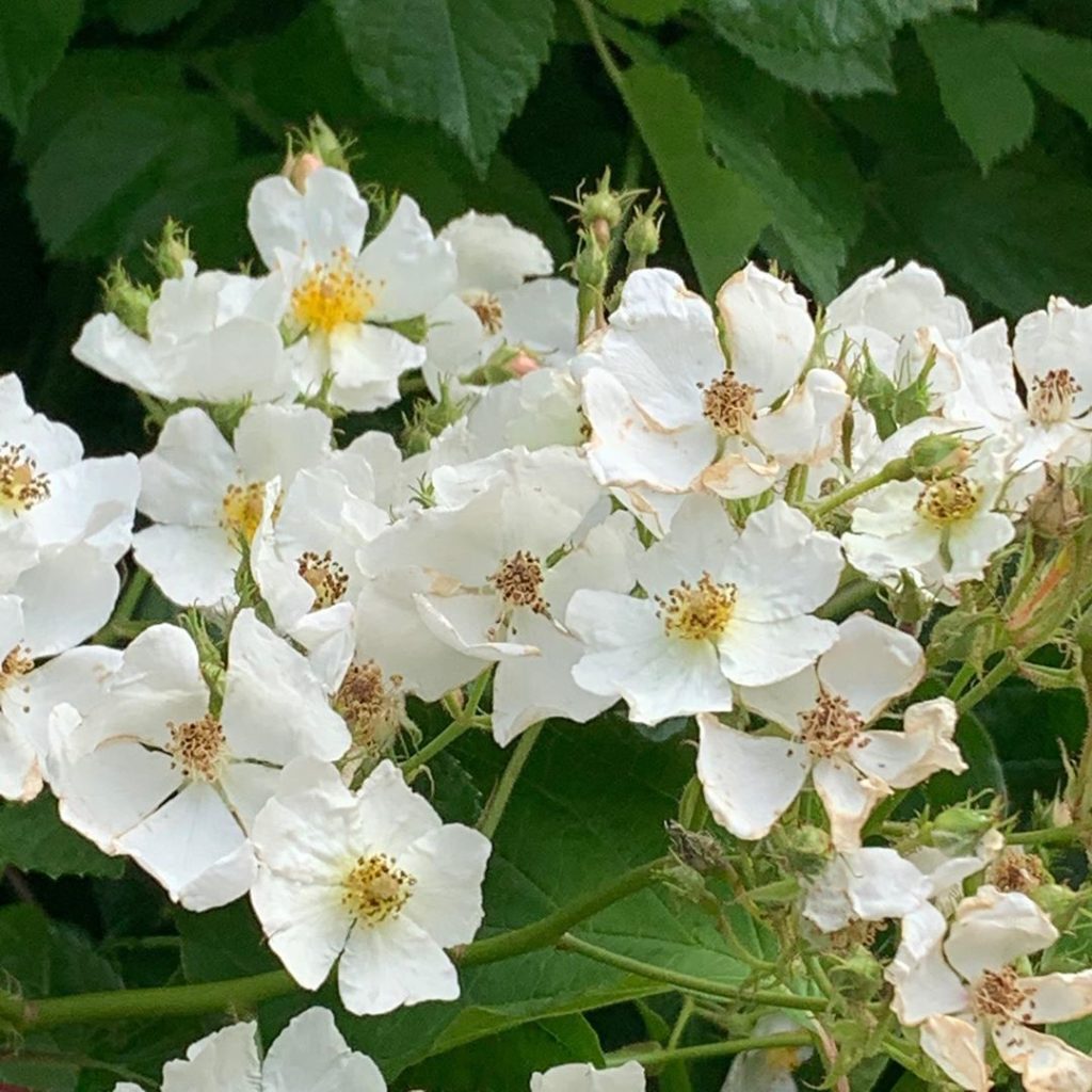 Simple early summer Roses looping their way through the hedgerows. .
.
.
.
#rose...
