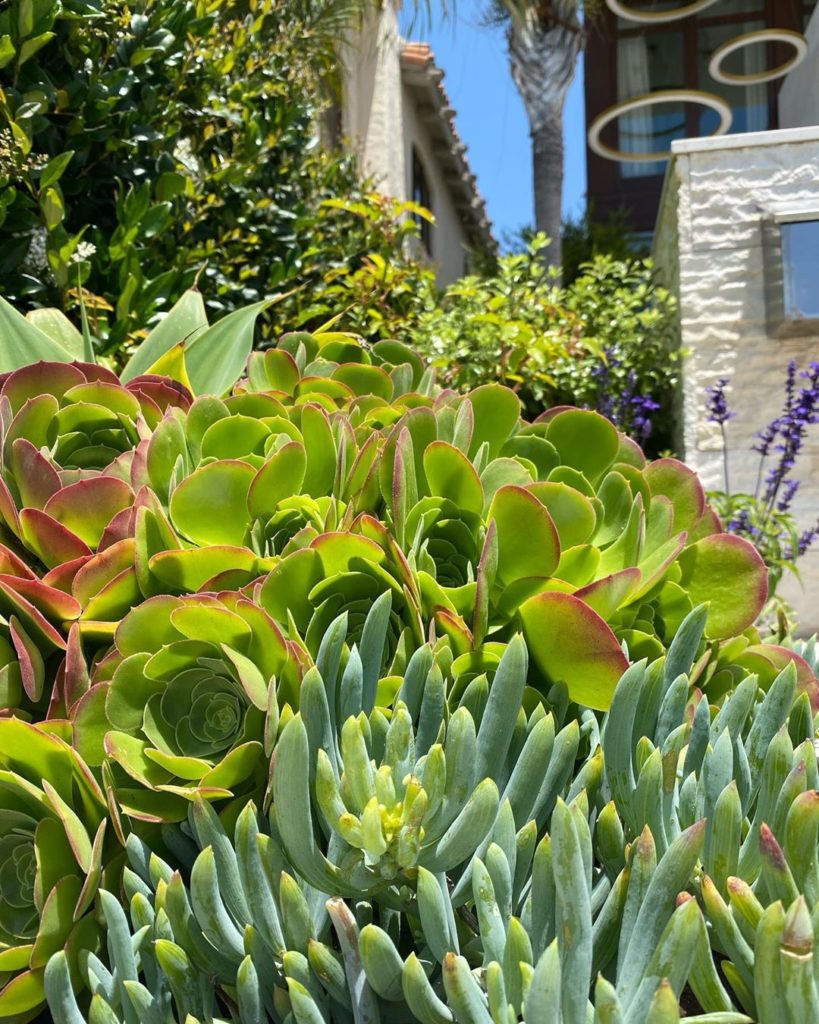 Sun + Succulents 
.
.
#succulents #frontyardgarden #gardenview #succulentsofinst...