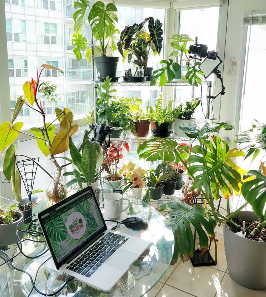 houseplantjournal: Listen: @bloomandgrowradio with @delaplants on being a “plant-tuber”
Watch: in… Listen: @bloomandgrowradio with @delaplants on being a "plant-tuber"
Watch: in...