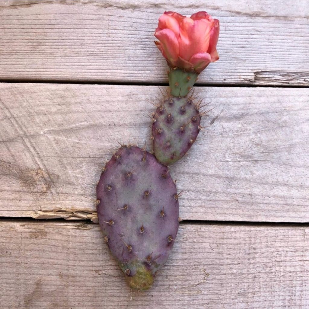 Baby Rita Pads & Mini Cinnamon are restocked!...