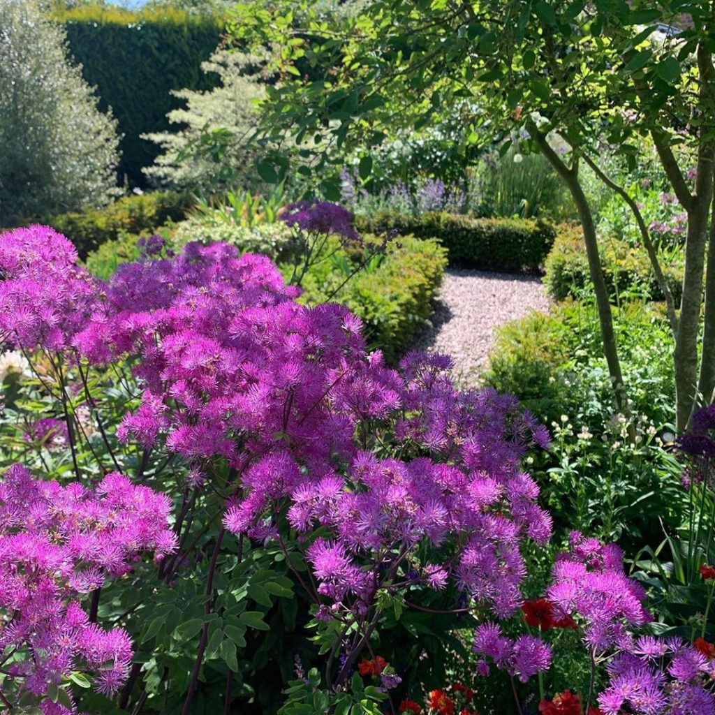 kategouldgardens: The colour is starting to come through. Lockdown meant I didn’t get a chance to … The colour is starting to come through. Lockdown meant I didn’t get a chance to ...