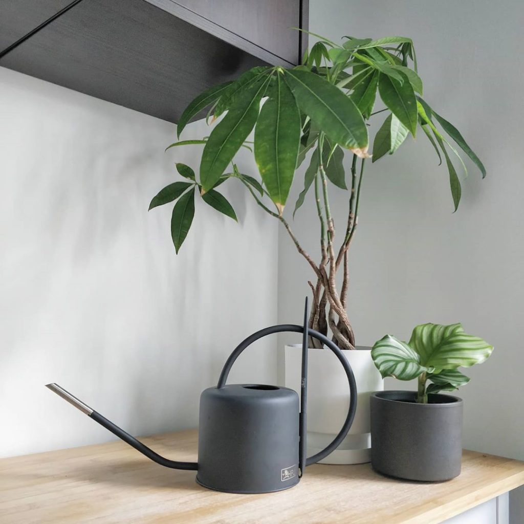 Last remaining HPJ watering cans - available now. Link in profile.
-
If you're i...