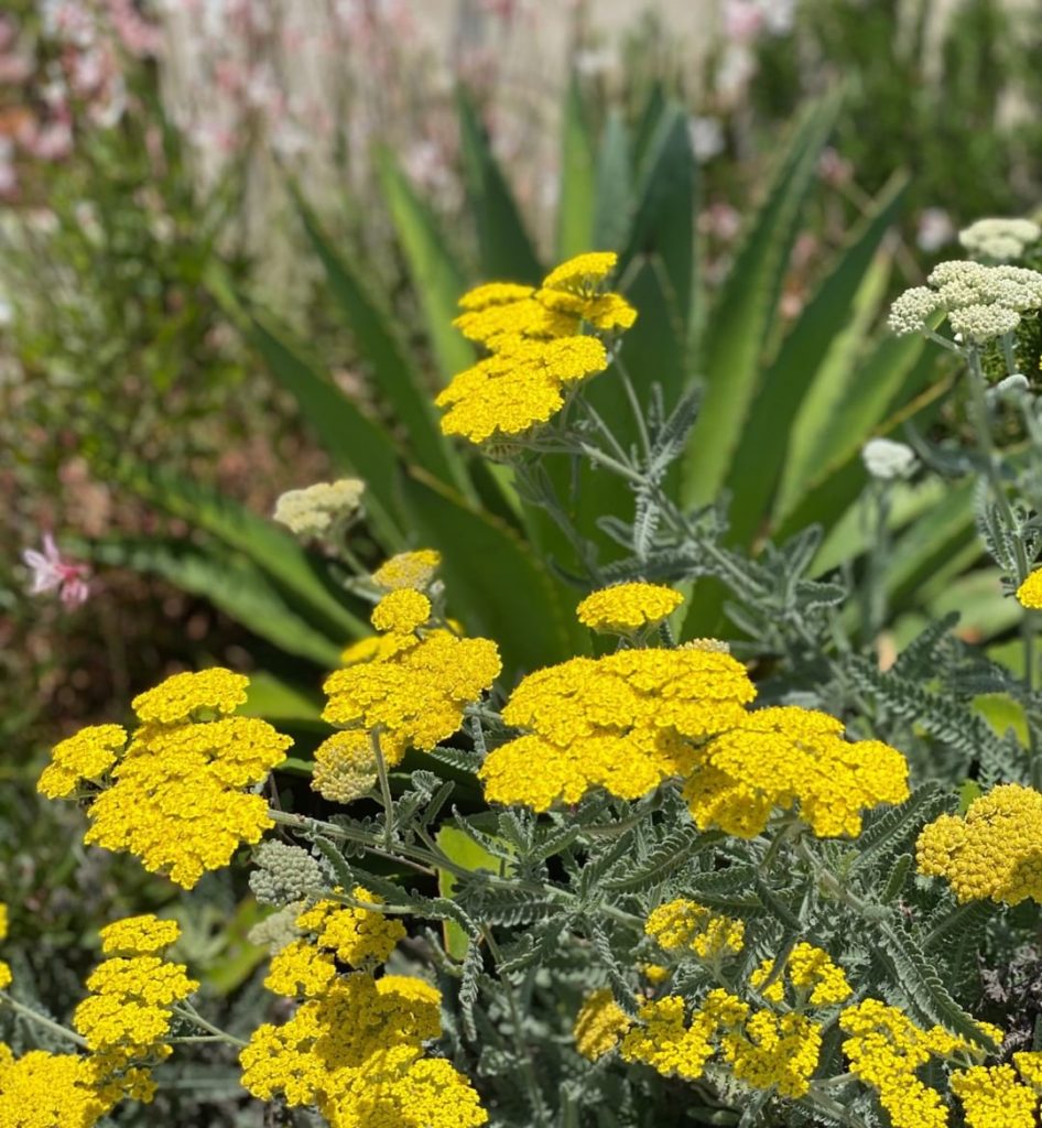 Yellow yarrow for a happy #flowerfriday!
.
Because of their drought tolerance, y...