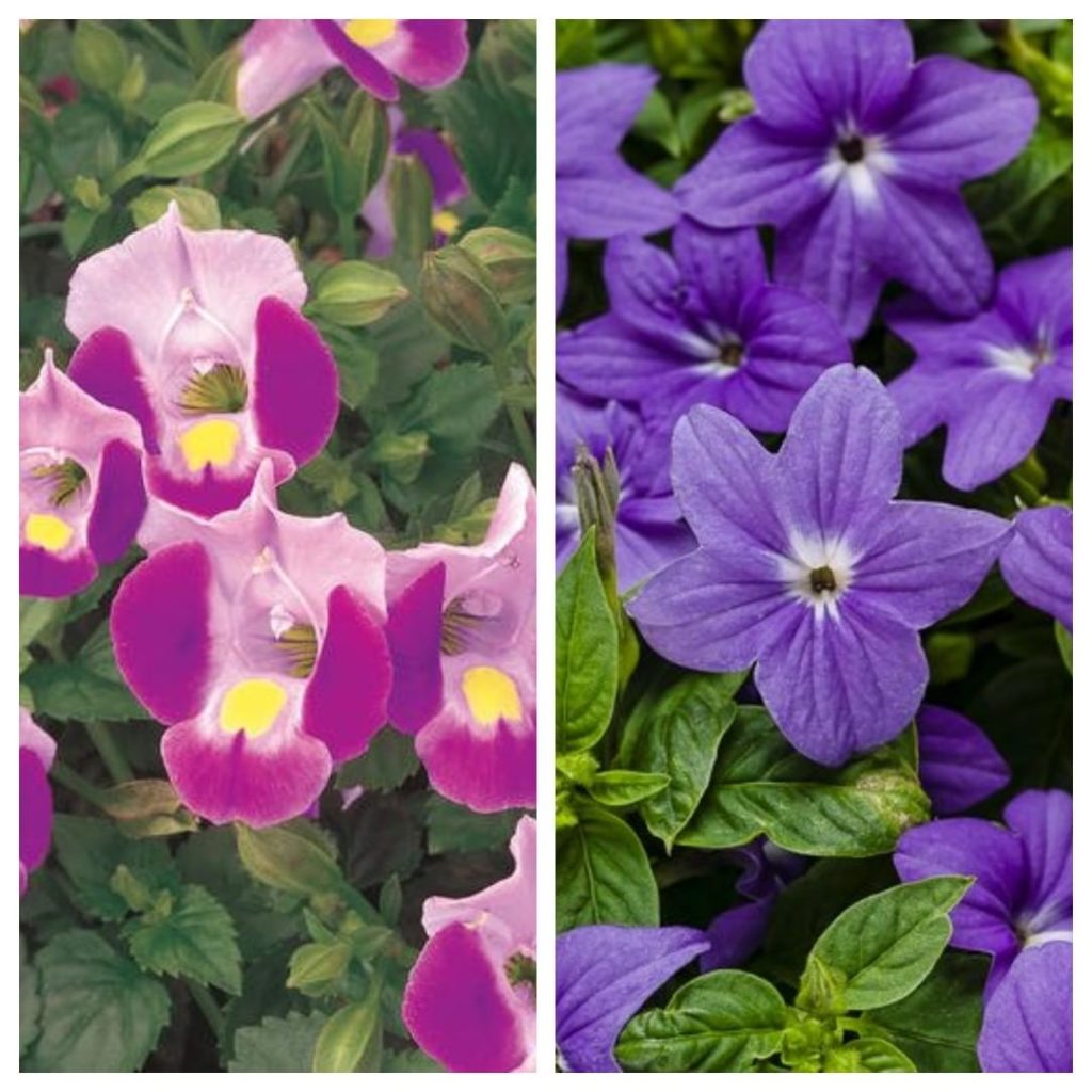 Pink, or purple?
.
Both are great annuals for shade gardens:
Catalina Pink wishb...