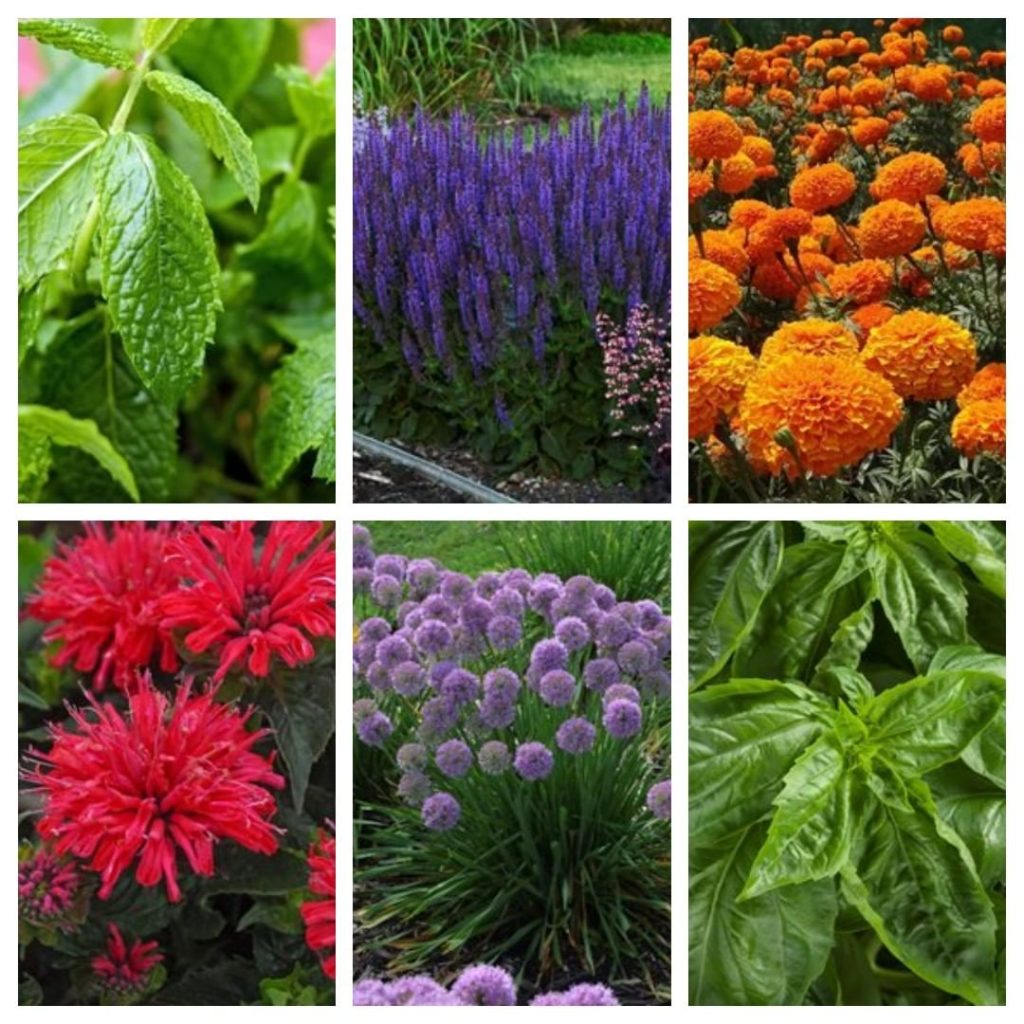 Do you know what these plants all have in common?
.
.
Find out in our newsletter...