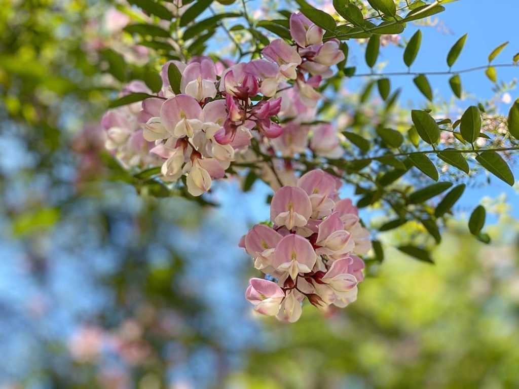The beautiful #wisteria-like pendant racemes of Robinia x slavinii ‘Hillieri’. T...