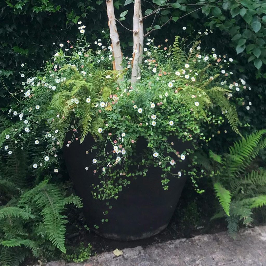 Frothy #erigeronkarvinskianus spilling over an oversized @ateliervierkant pot. D...