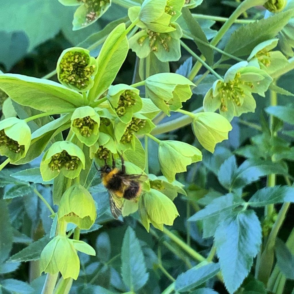 kategouldgardens: Mathiasella bupleuroides, loved by the although it smells a bit iffy if you ask… Mathiasella bupleuroides, loved by the although it smells a bit iffy if you ask...