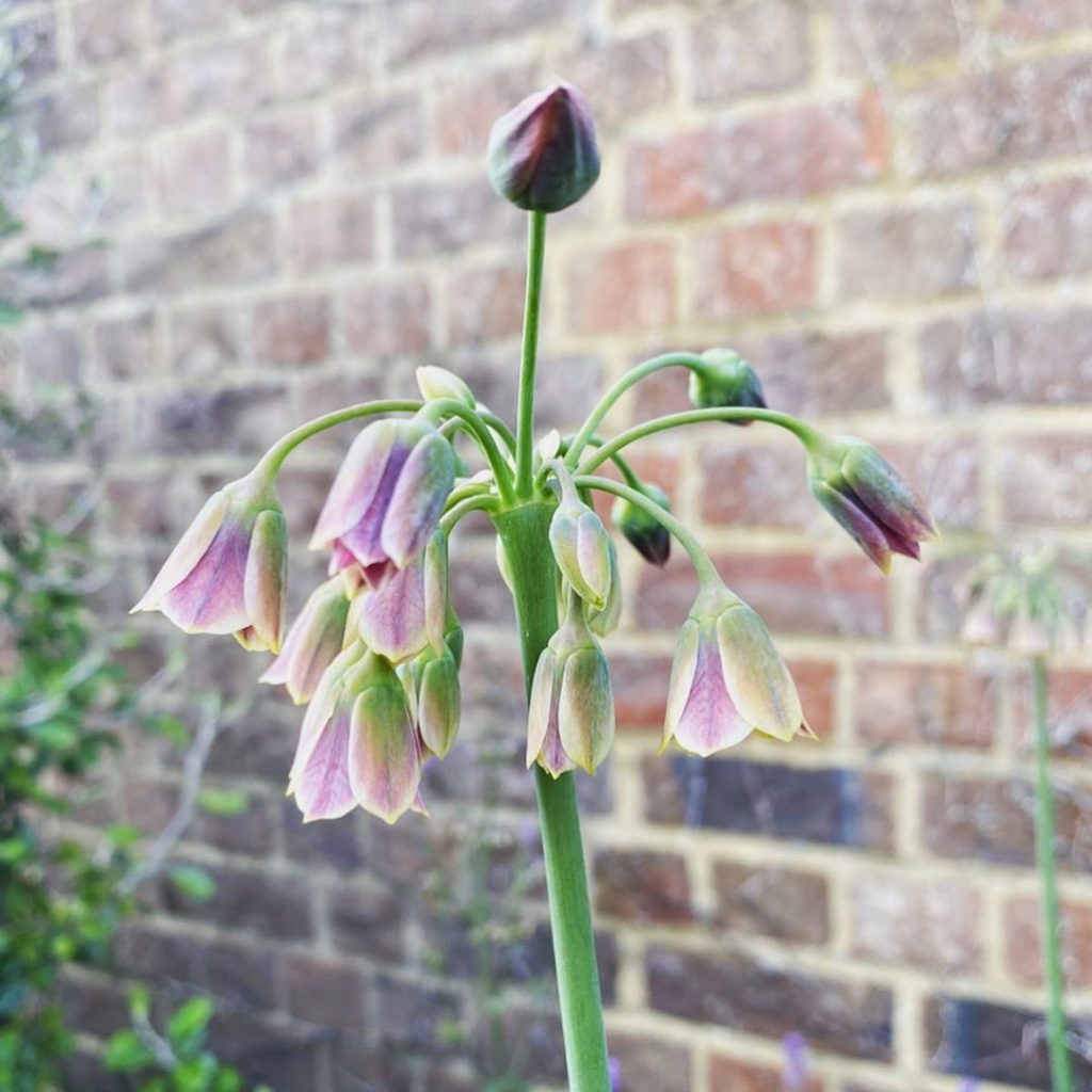Some highlights from the @yeovalleyorganicgarden inspired meadow I planted in my...