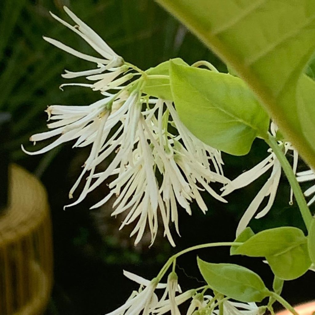 Chionanthus virginicus, otherwise known as the Fringe Tree for obvious reasons! ...
