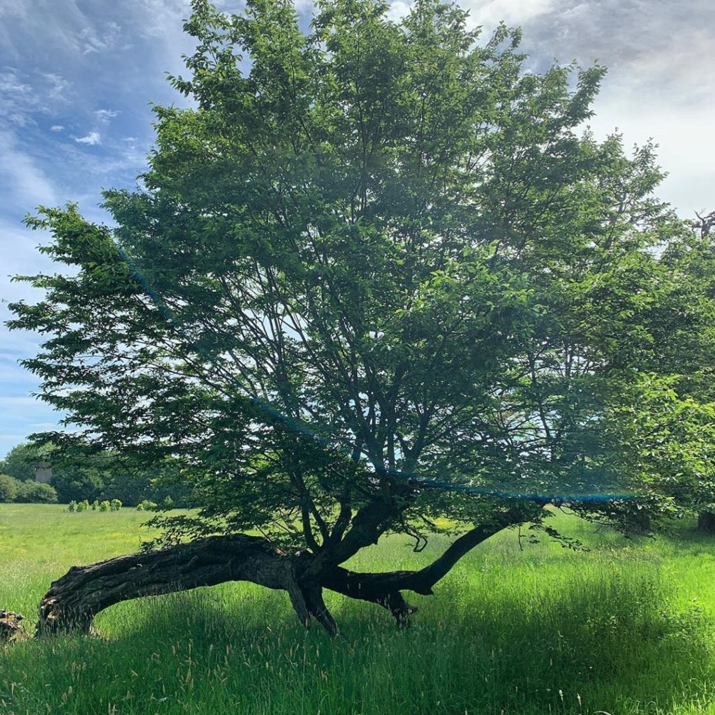 Nature’s survivor! Broken but not defeated. .
.
.
.
#dailyexercise #britishcount...