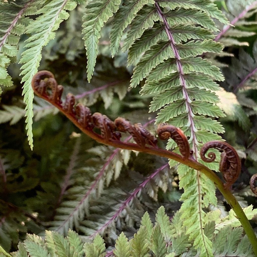 kategouldgardens: It’s a bit of a mouthful but Athyrium niponicum var. pictum absolutely lives up … It’s a bit of a mouthful but Athyrium niponicum var. pictum absolutely lives up ...
