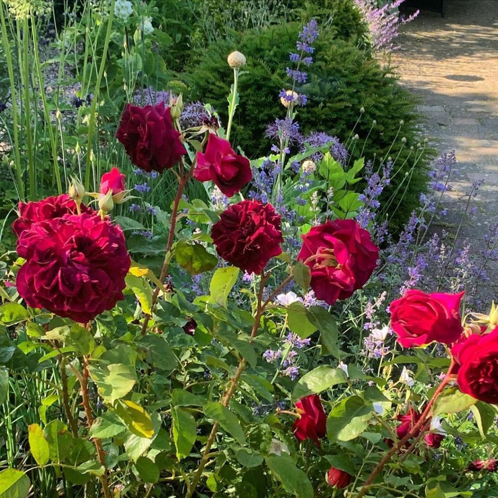 kategouldgardens: Rosa ‘Munstead Wood’ and Nepeta glowing in the late afternoon sun. I have no ide… Rosa ‘Munstead Wood’ and Nepeta glowing in the late afternoon sun. I have no ide...