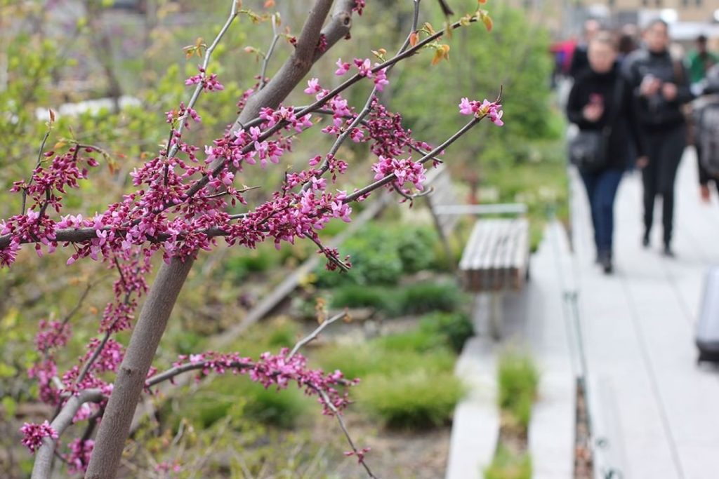 gardendesignmag: Let’s take a walk at @highlinenyc.
.
While still closed, you can explore gardens… Let's take a walk at @highlinenyc.
.
While still closed, you can explore gardens...
