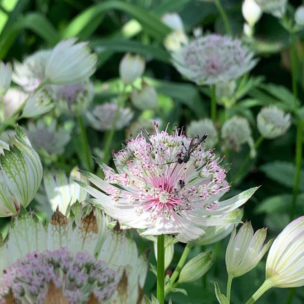 Trying to keep their cool on a hot windy day.
.
.
.
#astrantia #gillenia #rosa #...