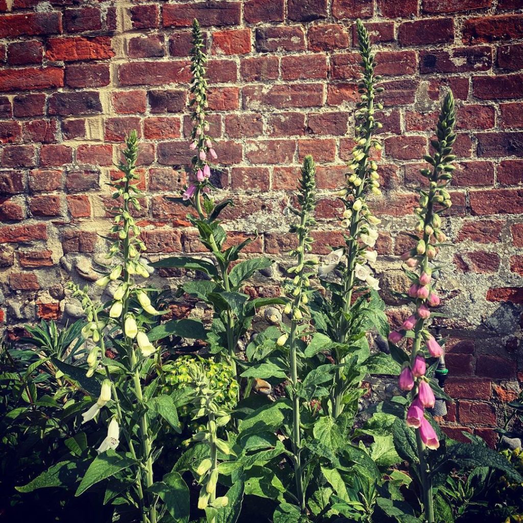 The gloves are off #lockdown #homeworking #weekwhatever #perks #suffolk #norfolk...