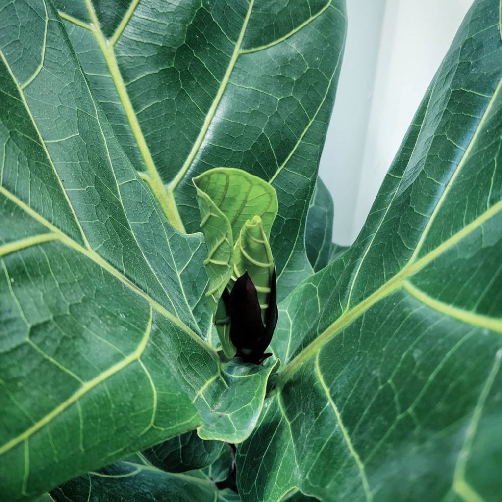 Excited to witness this dual leaf developing on my fiddle leaf fig.
-
Yes, we fi...