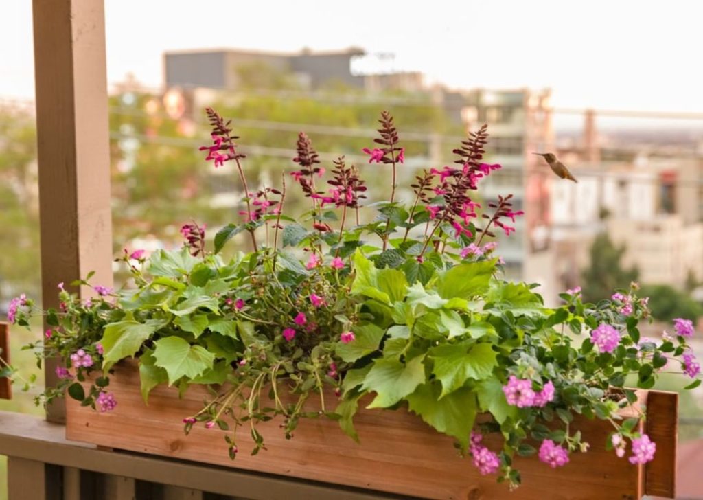 gardendesignmag: What plants do hummingbirds love most in your garden?
.
.
This combo would welco… What plants do hummingbirds love most in your garden?
.
.
This combo would welco...