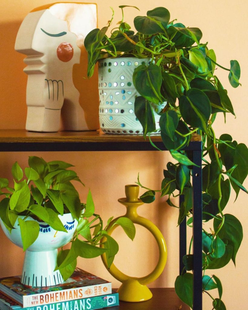 Welcome to the stage Miss Philodendron Brasil! In today's Plant-O-Pedia post, ou...