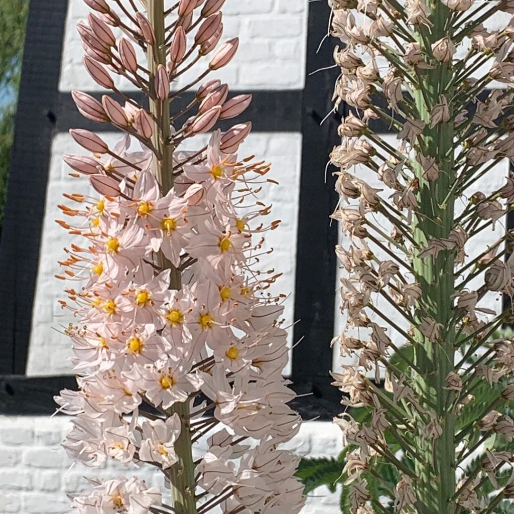kategouldgardens: 8’ of towering, blowin’ in the wind peachy loveliness. Well worked sandy clay se… 8’ of towering, blowin’ in the wind peachy loveliness. Well worked sandy clay se...