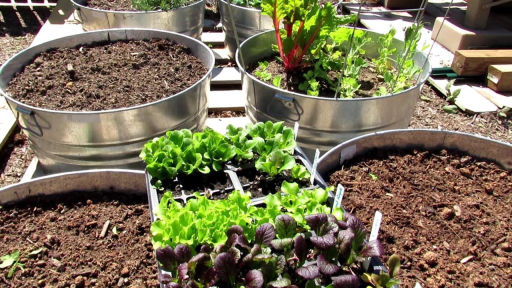 How to Plant & Fertilize Your 'Emergency' Garden E-3: The Kales, Leafy Greens & Lettuces Get Planted