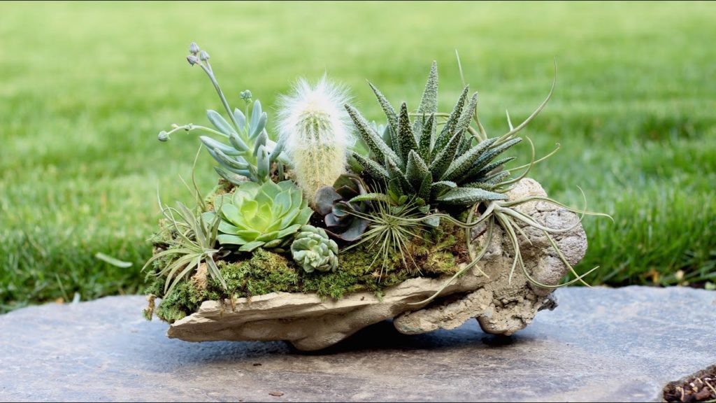 Garden Answer: Rock Planter w/ Succulents, Air Plants & Cacti Rock Planter w/ Succulents, Air Plants & Cacti