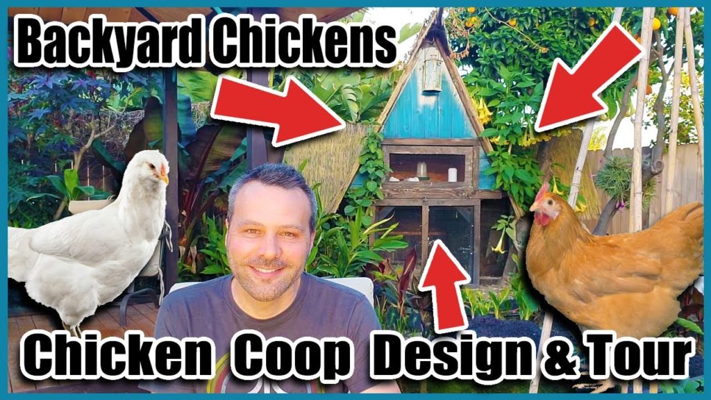 California Garden TV: Backyard Chickens – Chicken Coop Tour- Efficient & Easy to Clean Backyard Chickens - Chicken Coop Tour- Efficient & Easy to Clean