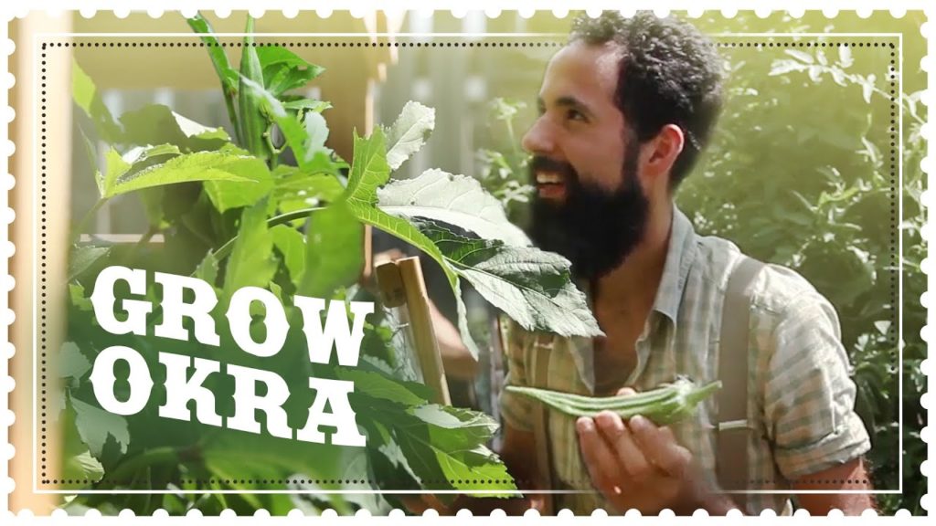 Siloé Oliveira: How to grow Okra from Seed How to grow Okra from Seed