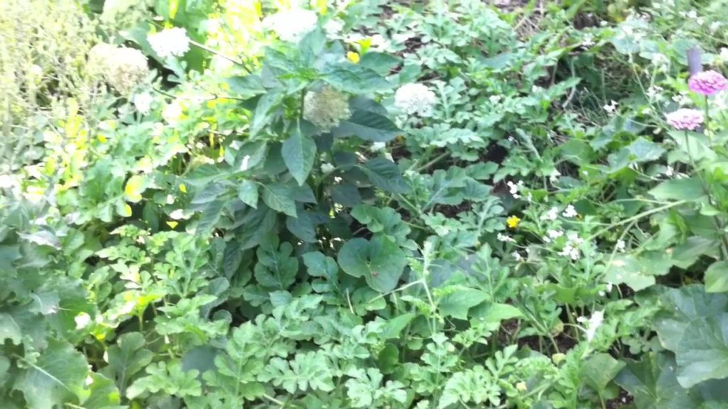 The Watermelon is Taking Over