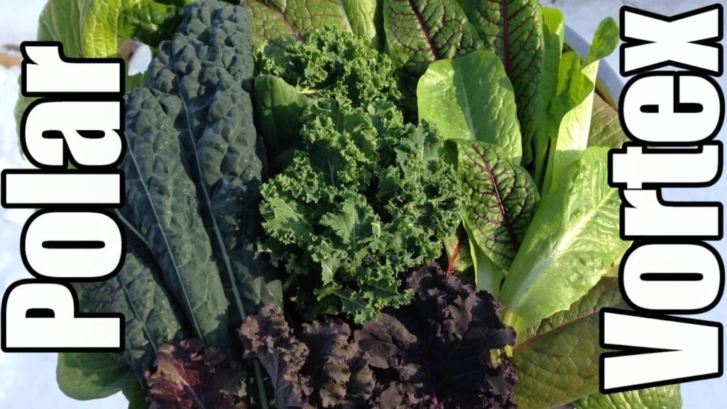 One Yard Revolution: Winter Gardening & the Return of the Polar Vortex (Zone 5) Winter Gardening & the Return of the Polar Vortex (Zone 5)