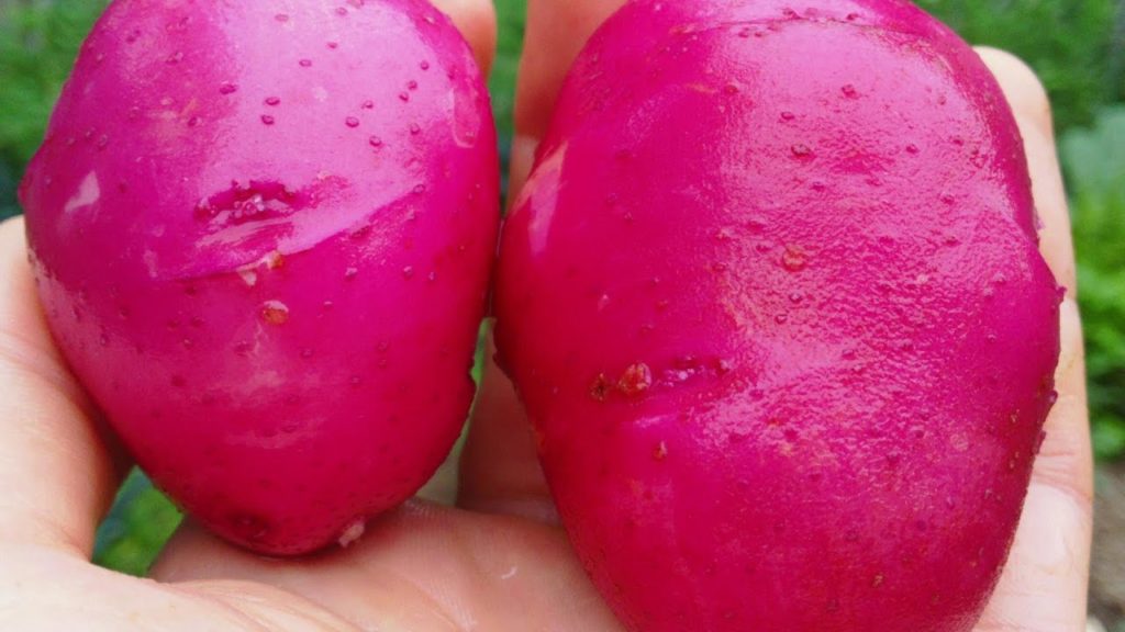 One Yard Revolution: A Quick Tour as Summer Crops Take Center Stage A Quick Tour as Summer Crops Take Center Stage