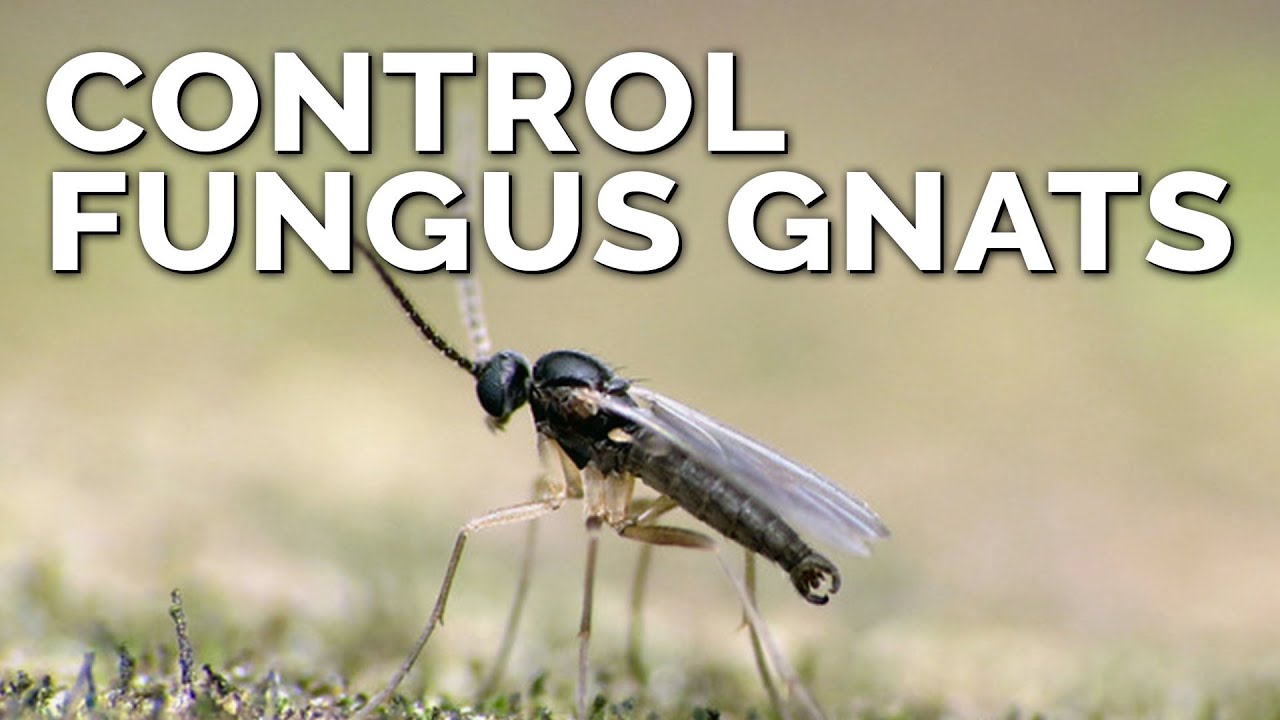 Epic Gardening: Foolproof Fungus Gnat Prevention and ...