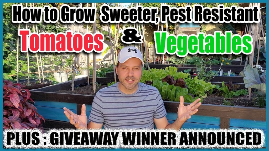 Nutrients that grow Tomatoes Sweeter, More Nutritious & With Less Pests. Giveaway Winner Announced!