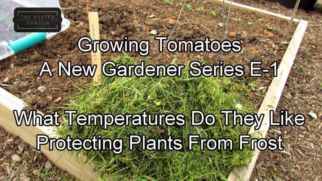 Gary Pilarchik: Growing Tomatoes – A New Gardener Series E-1: Growing Temperatures, Frosts Protection, Tomato Types Growing Tomatoes - A New Gardener Series E-1: Growing Temperatures, Frosts Protection, Tomato Types